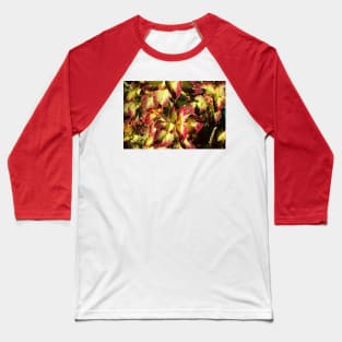 Coleus Leaves Baseball T-Shirt